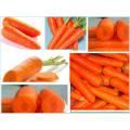 Желтый и свежий сладкий морковь из Китая